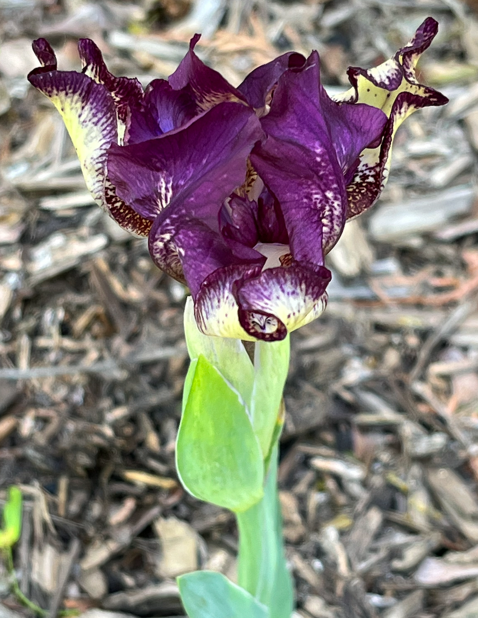 A photo of an iris growing in my garden.