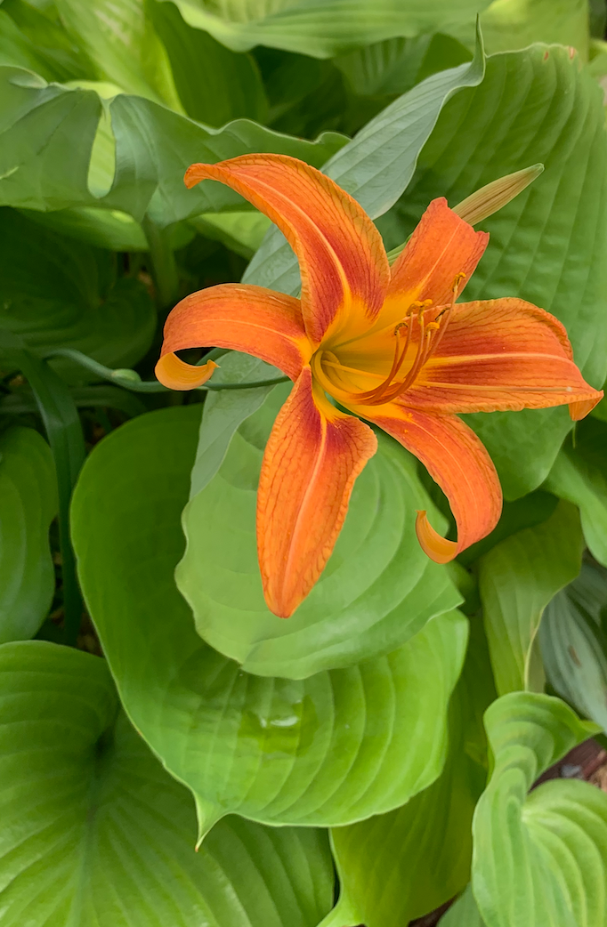 A photo of a lily growing beside my house.
