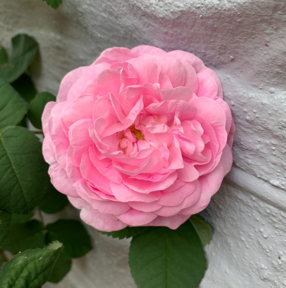 A photo of a rose growing against my house.